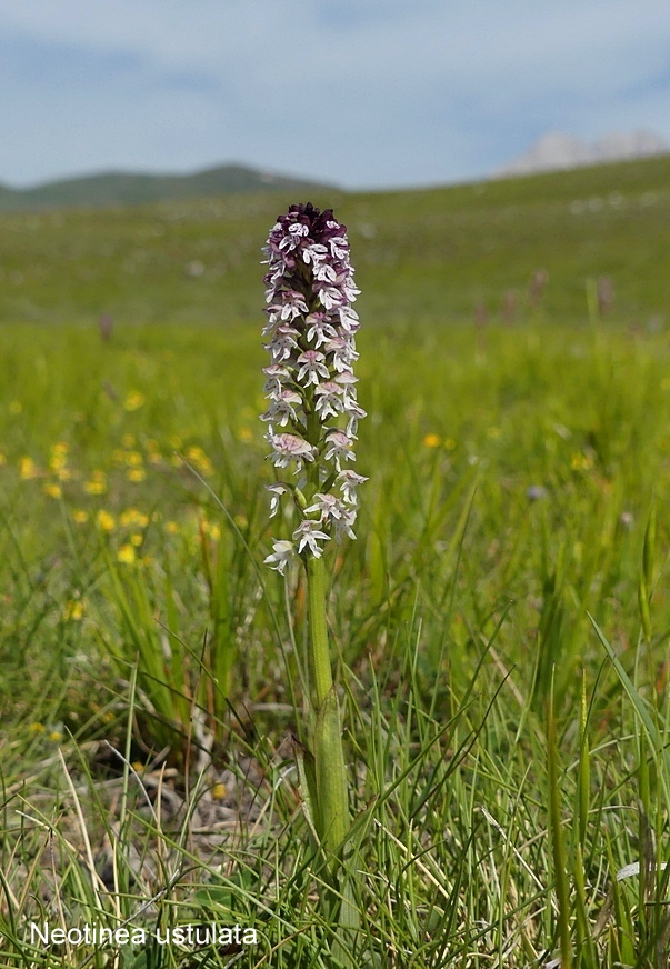 Campo Imperatore, laltopiano e le orchidee  19 giugno 2021.